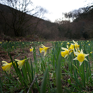 Wild Daffodils (c) Alan Yeodal